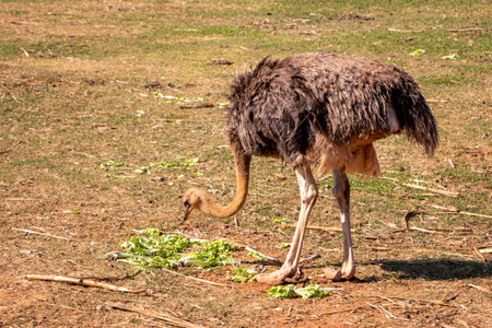 A close up of an ostrich standing eating grass from land on a sunny day
