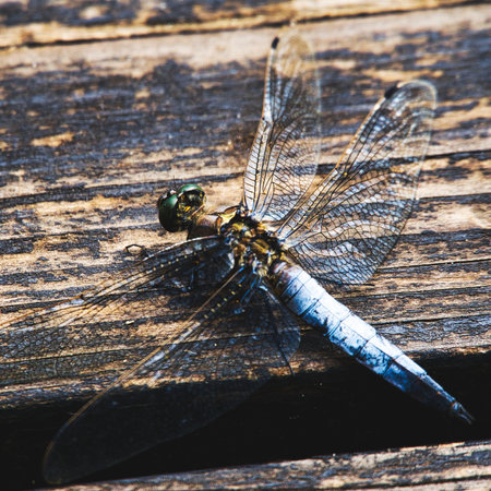 A closeup shot of a dragonfly on a wooden surfaceの写真素材