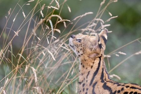 A closeup shot of a Serval playing with meadow grass