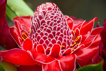 Red flower in the nature. etlingera elatior in Guatemala.の写真素材