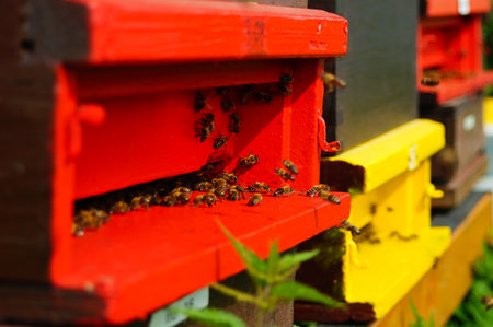Colorful beehives in summer next to a field. Everything harvested, the hay mown - hardly any nectar to be found.の写真素材