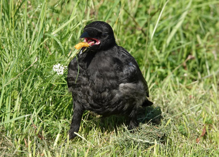 A selective focus shot of a crow in a grasslandの写真素材