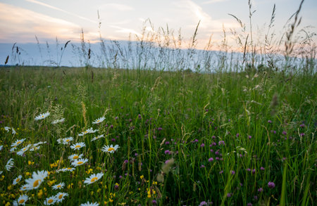 A beautiful shot of camomiles in a fieldの写真素材