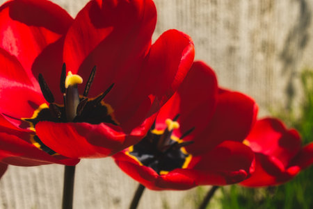 A closeup shot of beautiful poppies blooming in the gardenの写真素材