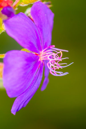 Beautiful flower in rural mountains of Guatemala, organic ornamental plant. Tibouchina granulosa. Guatemala.の写真素材