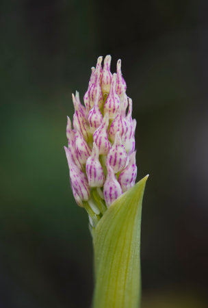 A vertical closeup shot of a blooming wild dense-flowered orchidの写真素材