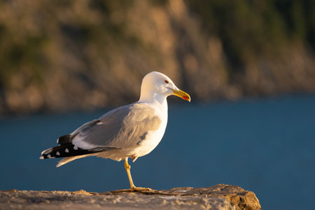 A closeup of a seagull on a rock with the blurry ocean in the backgroundの写真素材
