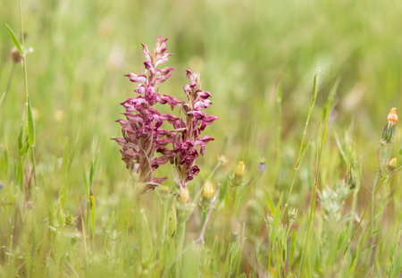 A meadow with blooming bug orchid flowersの写真素材