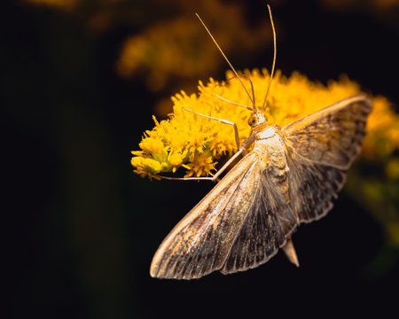 A closeup shot of a butterfly on a yellow flower on black backgroundの写真素材