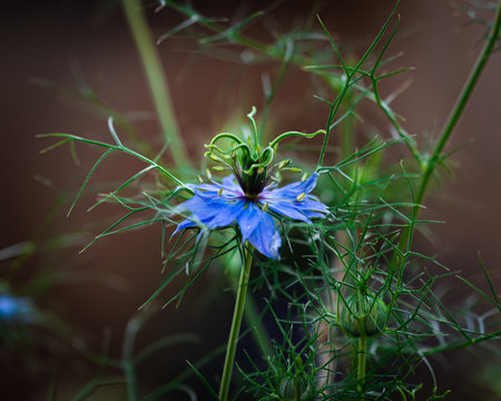 A closeup of a colorful flower with the blurred backgroundの写真素材