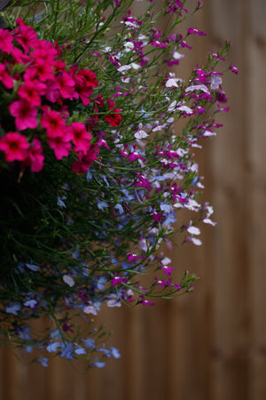 A vertical shot of beautiful geranium flowersの写真素材