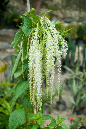 Aruncus dioicus. Guatemala, flower called Chorrito, small hanging white flower that adorns the...