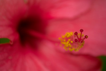 Tropical bright Hibiscus or hibiscos in Guatemala in Central America.の写真素材