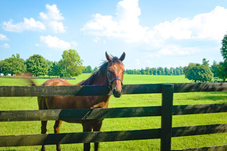 A beautiful thoroughbred brown horse behind a farm fence on a background of a green field, trees, and the blue skyの写真素材