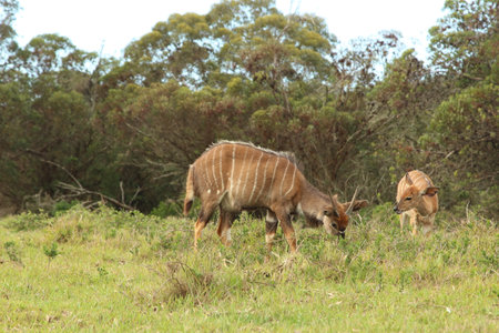 Two nyala grazing in a safari covered in greenery in the daylightの写真素材