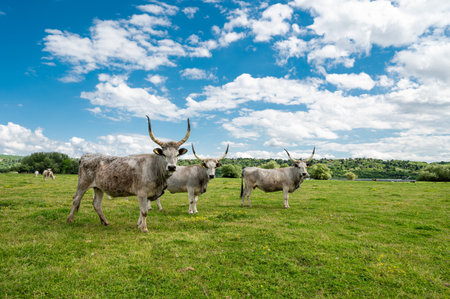 A herd of cows grazing on the pasture under a cloudy skyの写真素材