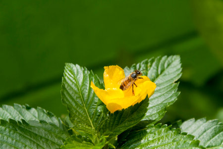 Bee on Yellow Sage rose flower with dew in Guatemala.の写真素材