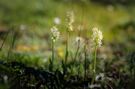 A meadow with blooming wild mediterranean orchidsの写真素材