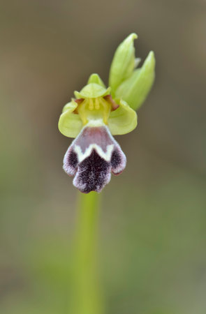 A vertical shot of a Sombre Bee-orchid on a blurred backgroundの写真素材
