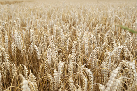 Selective focus shot of a wheat field with golden panicles on a cloudy day. Agriculture in Lower Saxony, Germany.の写真素材