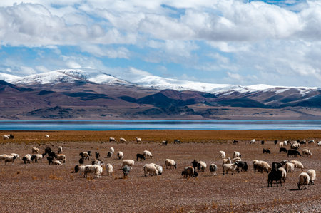 A large field with sheep, mountains in the background during daylightの写真素材