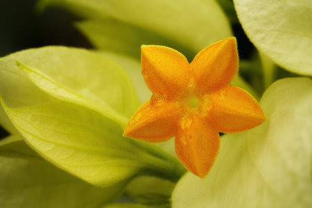 A closeup of a flower with the blurred backgroundの写真素材
