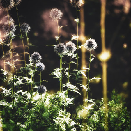 A beautiful view of dandelions in the gardenの写真素材