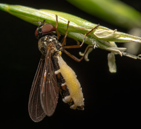 A closeup shot of a bee on a plant on black backroundの写真素材