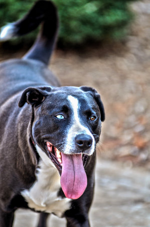 An adorable black American Staffordshire terrier dog with heterochromia playing in the parkの写真素材