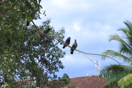 group of messenger pigeons outside of their dovecote , you can see the message rings to carry the messagesの写真素材