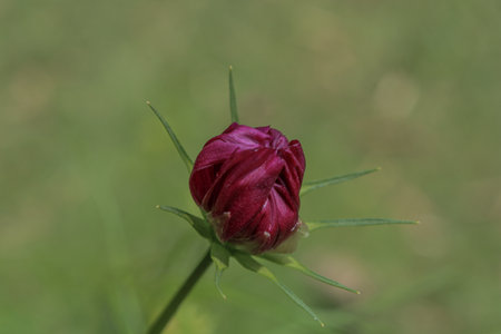 A dark red flower bud on a blurred backgroundの写真素材