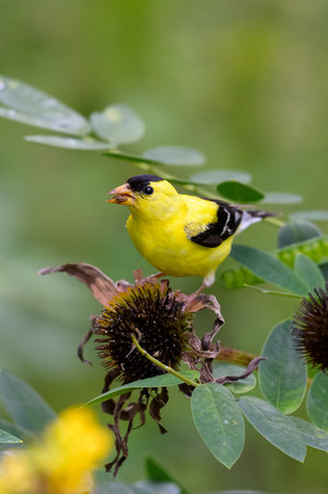 A closeup shot of a goldfinch beautiful bird perched on a flowerの写真素材