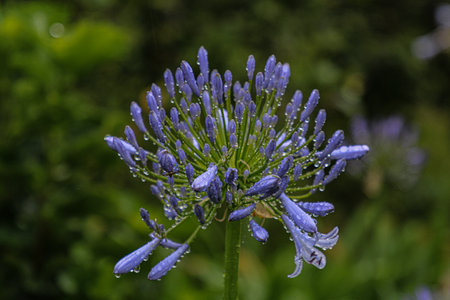 A closeup shot of blue Lily of the Nile flowers grown in the park