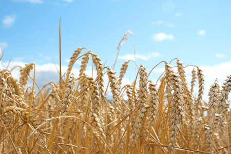Close up of golden wheat panicles on a corn field with blue sky. German agriculture concept.の写真素材