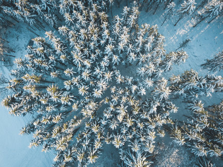 Aerial photo of a white winter forest.