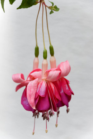 Fuchsia sp multi color flower in Guatemala. Colorful organic flower in tropical area of central america, detail of beauty, love and gardening.の写真素材