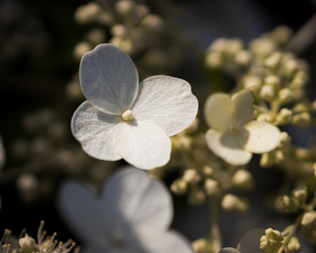 A closeup shot of beautiful white hydrangeasの写真素材