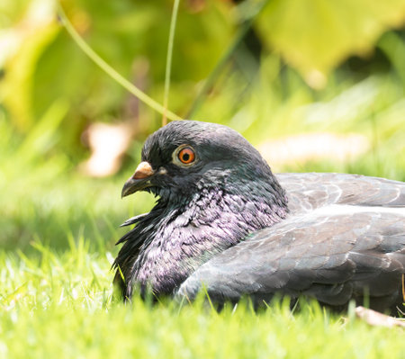 A closeup of a black pigeon on a grassの写真素材