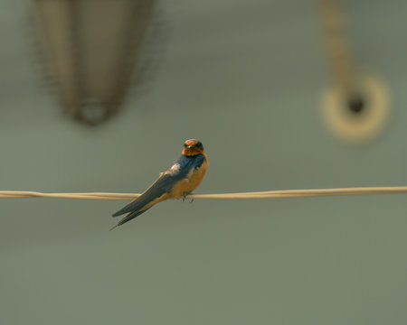A small finch bird perched on a wire at sunset on a blurred backgroundの写真素材