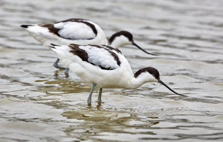 A closeup view of a group of bird standing in the water in the forestの写真素材