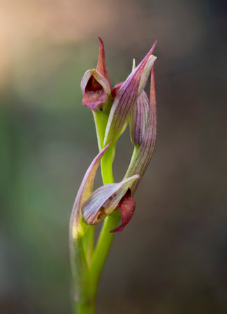 A vertical closeup shot of a blooming wild tongue orchidの写真素材