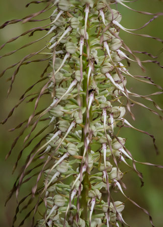 A vertical closeup shot of a blooming wild lizard orchidの写真素材