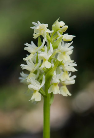 A vertical closeup shot of a blooming wild mediterranean orchid flowerの写真素材