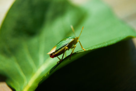 A macro shot of a green bug sitting on a leafの写真素材