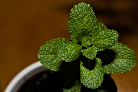 A closeup shot of a mint on a blurred backgrouの写真素材