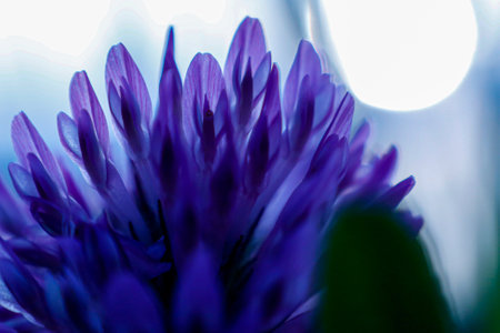 A closeup shot of a Bakuchiol flower on a blurred background