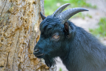 A closeup shot of an adorable black horned goatの写真素材