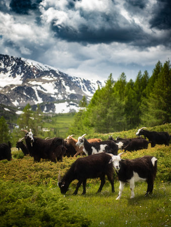 This is how true Mongolian life looks like. Summer is the most amazing season for nomads, even travelers too. 23rd June, 2020の写真素材