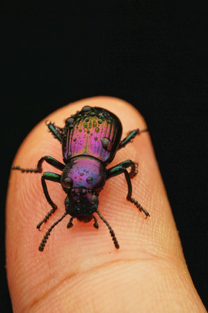A closeup of an insect with the black backgroundの写真素材