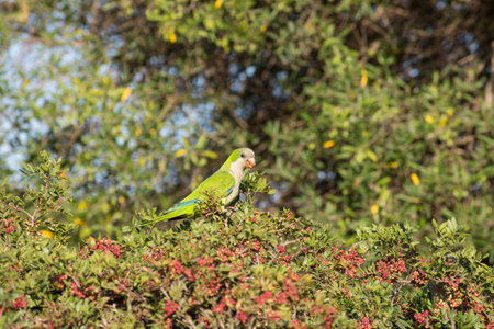 A selective focus of a Monk Parakeet eating wild berries in  Andalucia, Spainの写真素材